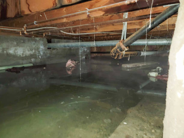 Best Basement water damage restoration  in Rosanky, TX