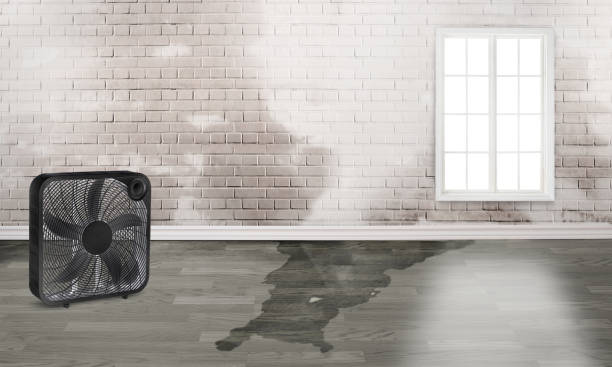 Best Water damage cleanup near me  in Rosanky, TX